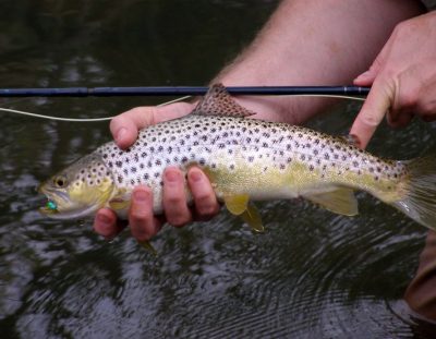 The Best South African Fly Fishing Videos For Wild Trout