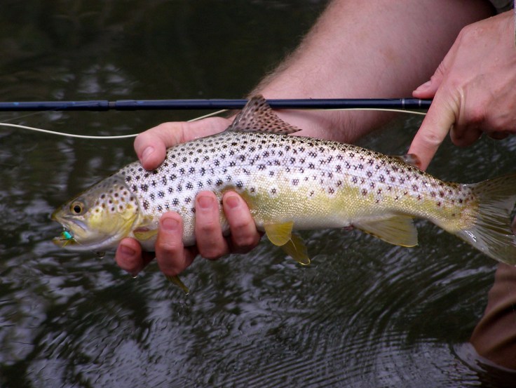 The Best South African Fly Fishing Videos For Wild Trout