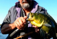 big_fish4