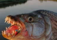 big_fish8